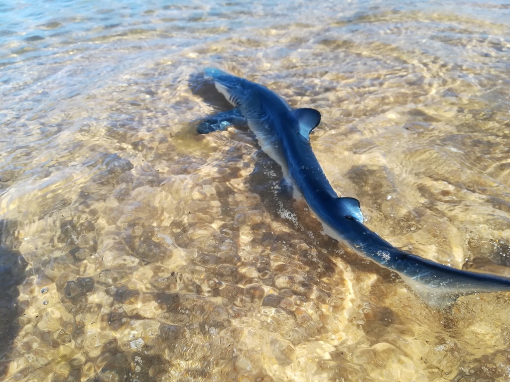 Mavi köpekbalığı (Prionace glauca)