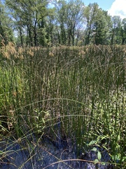 Schoenoplectus heterochaetus