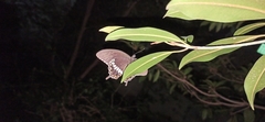 Papilio polytes