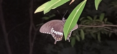 Papilio polytes