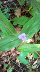 Tradescantieae