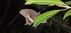 Papilio polytes