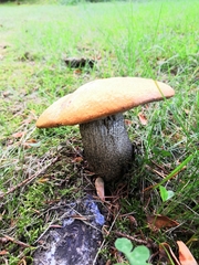 Leccinum
