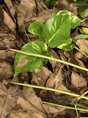 Epipremnum aureum image