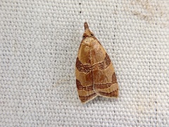 Cenopis diluticostana