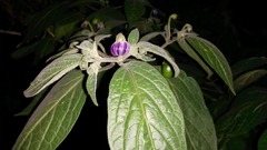 Capsicum pubescens