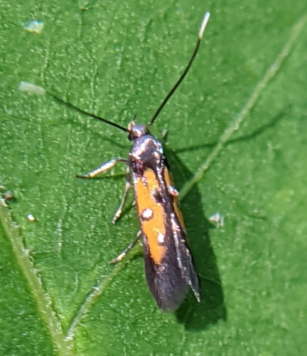 Linden Bark Borer Moth