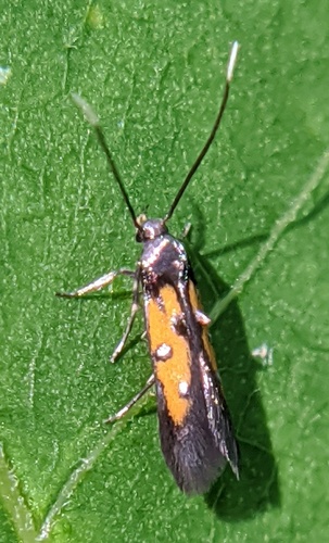 Linden Bark Borer Moth