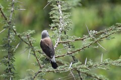Spermestes griseicapilla