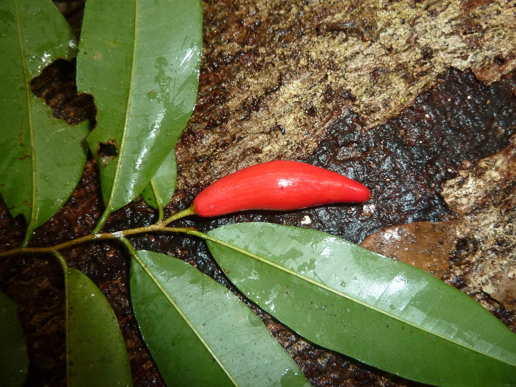 Chrysophyllum moralesianum