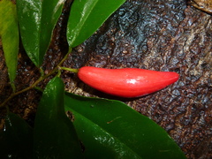 Chrysophyllum moralesianum