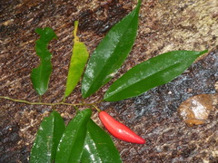 Chrysophyllum moralesianum