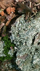 Cladonia deformis