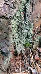 Cladonia deformis