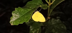 Eurema hecabe
