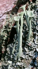 Cladonia deformis