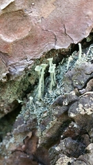 Cladonia deformis