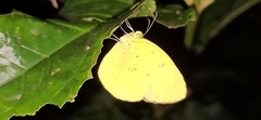 Eurema hecabe