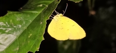 Eurema hecabe