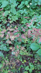 Puccinia chaerophylli