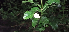 Eurema hecabe