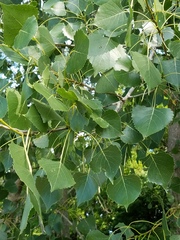 Populus deltoides monilifera