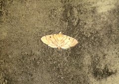 Notarcha tigrina