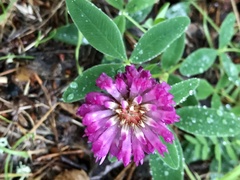 Trifolium medium