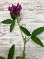 Trifolium medium