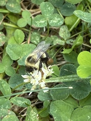 Bombus impatiens