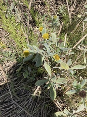 Borrichia frutescens image
