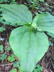 Trillium ovatum ovatum