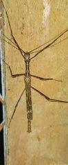 Trachythorax