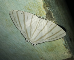 Urapteroides astheniata