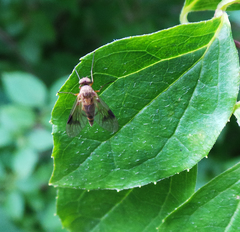 Chrysopilus nubecula