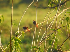 Certhiaxis cinnamomeus