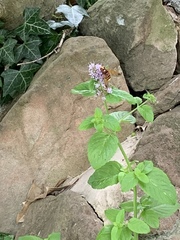 Volucella zonaria