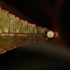 Limenitis arthemis astyanax