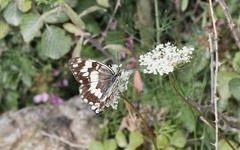 Melanargia larissa