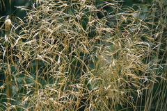 Deschampsia