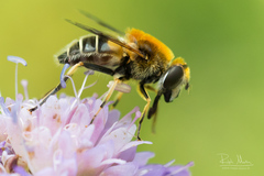 Eristalis jugorum