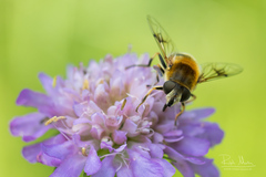 Eristalis jugorum