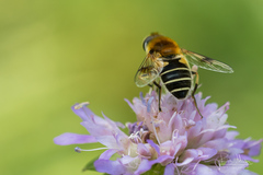 Eristalis jugorum