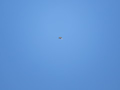 Buteo rufinus