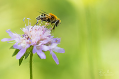 Eristalis jugorum