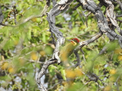 Piculus chrysochloros
