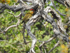 Piculus chrysochloros