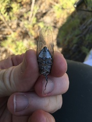 Diceroprocta eugraphica