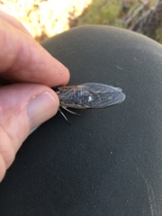 Diceroprocta eugraphica