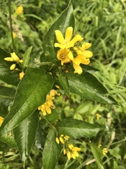 Lysimachia vulgaris